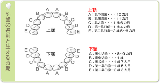 乳歯の名前と生える時期