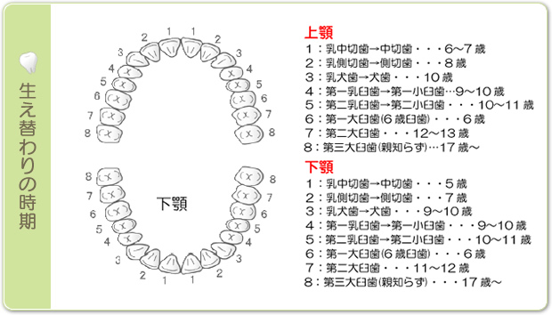 生え替わりの時期